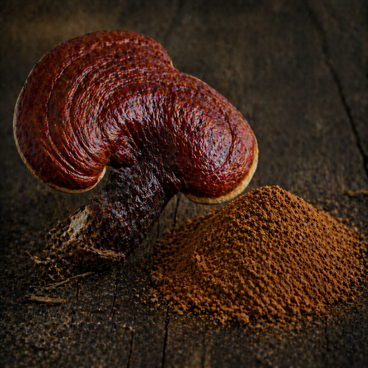 Reishi → en polvo 60gr
